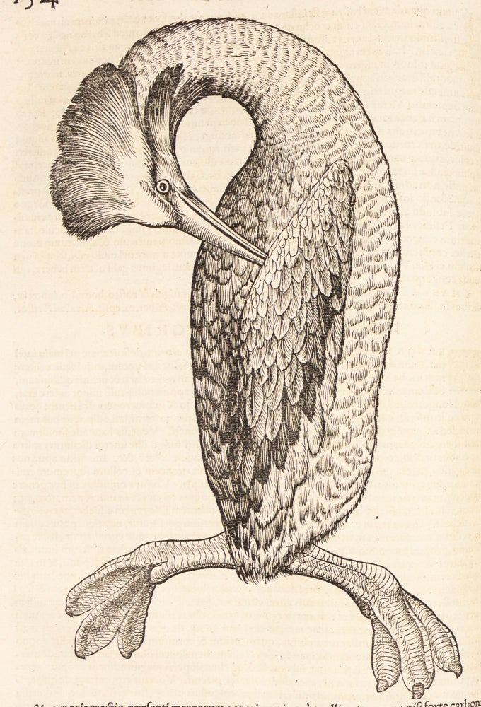 Historiae animalium Liber III qui est de avium natura.