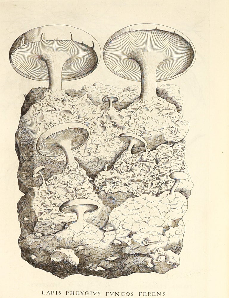 Metallotheca: opus posthumum, auctoritate & munificentia Clementis undecimi pontificis maximi e tenebris in lucem eductum : opera autem & studio Joannis Mari&aelig; Lancisii archiatri pontificii illustratum.
