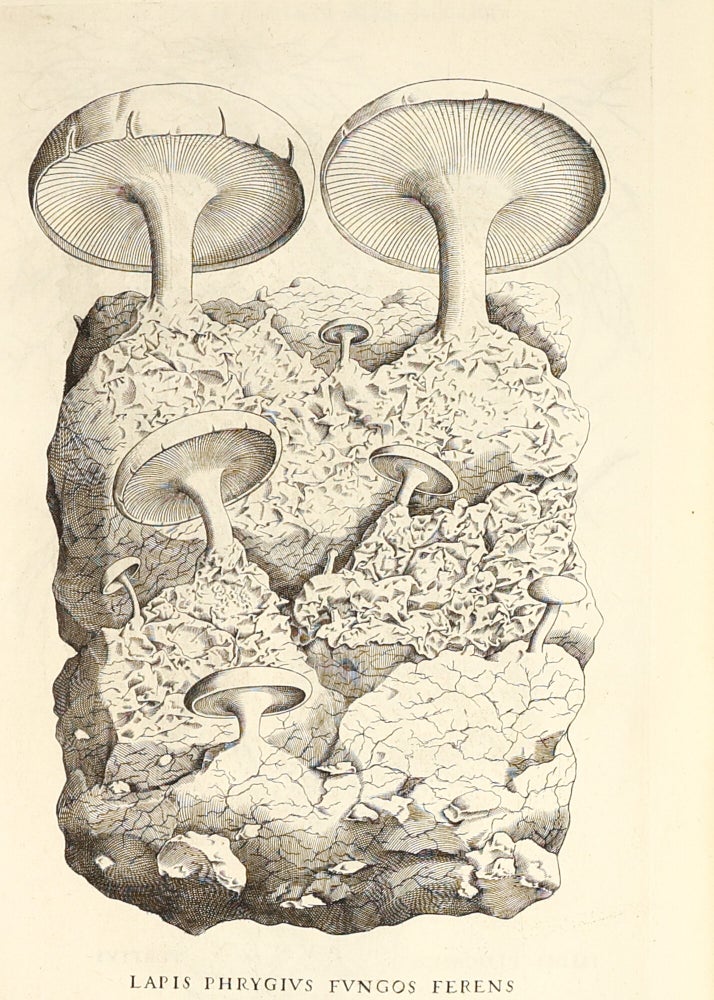 Metallotheca: opus posthumum, auctoritate & munificentia Clementis undecimi pontificis maximi e tenebris in lucem eductum : opera autem & studio Joannis Mariæ Lancisii archiatri pontificii illustratum.