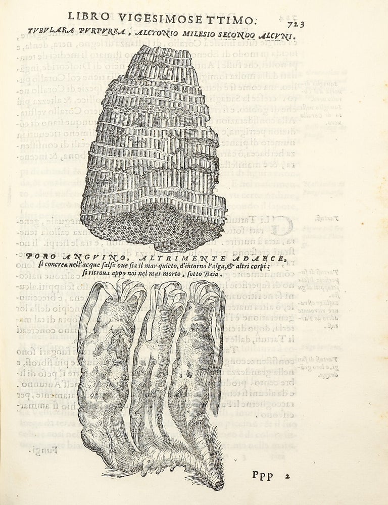 Dell'Historia Natvrale di Ferrante Imperato Napoletano Libri XXVIII: nella qvale ordinatamente si tratta della diuersa condition di miniere e pietre: con alcune historie di piante & animali, sin'hora non date in luce.