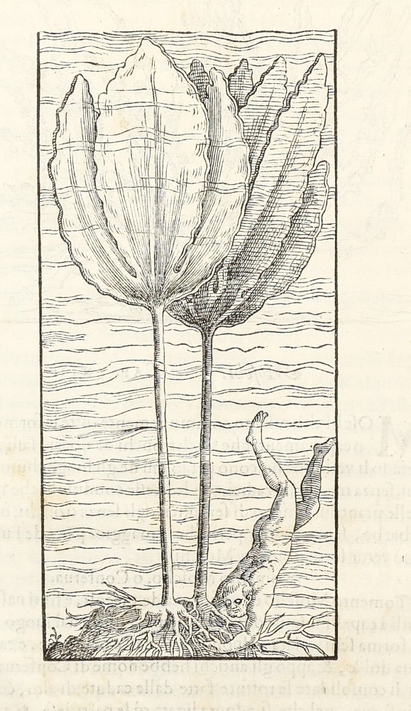 Dell'Historia Natvrale di Ferrante Imperato Napoletano Libri XXVIII: nella qvale ordinatamente si tratta della diuersa condition di miniere e pietre: con alcune historie di piante & animali, sin'hora non date in luce.