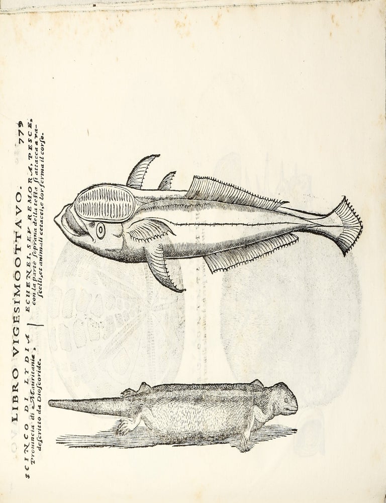 Dell'Historia Natvrale di Ferrante Imperato Napoletano Libri XXVIII: nella qvale ordinatamente si tratta della diuersa condition di miniere e pietre: con alcune historie di piante & animali, sin'hora non date in luce.