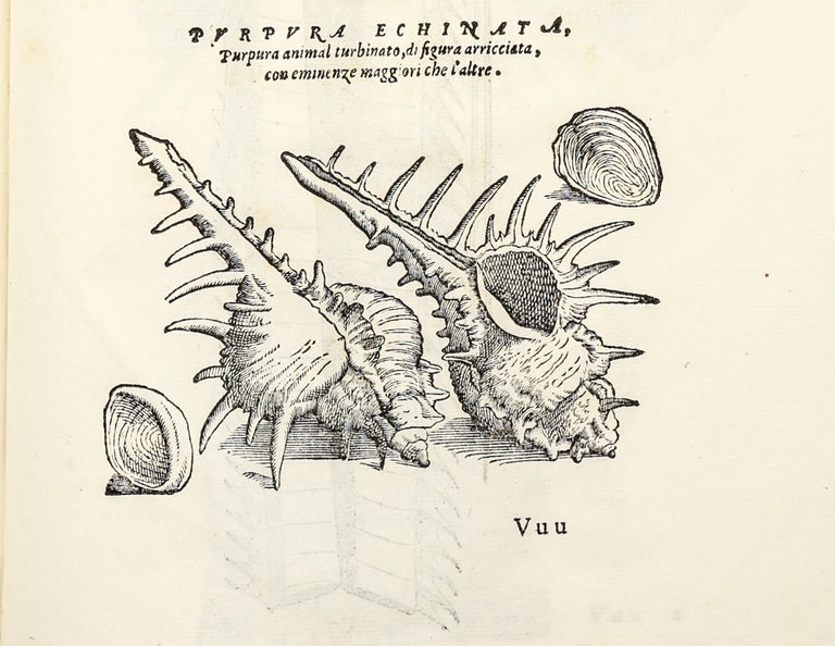 Dell'Historia Natvrale di Ferrante Imperato Napoletano Libri XXVIII: nella qvale ordinatamente si tratta della diuersa condition di miniere e pietre: con alcune historie di piante & animali, sin'hora non date in luce.